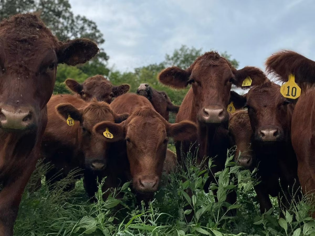 100% Highest Quality Grass-Fed Beef Tallow from Wisconsin| Reusable Glass Jar| Double Rendered and Filtered Maximum Purity and Stability.